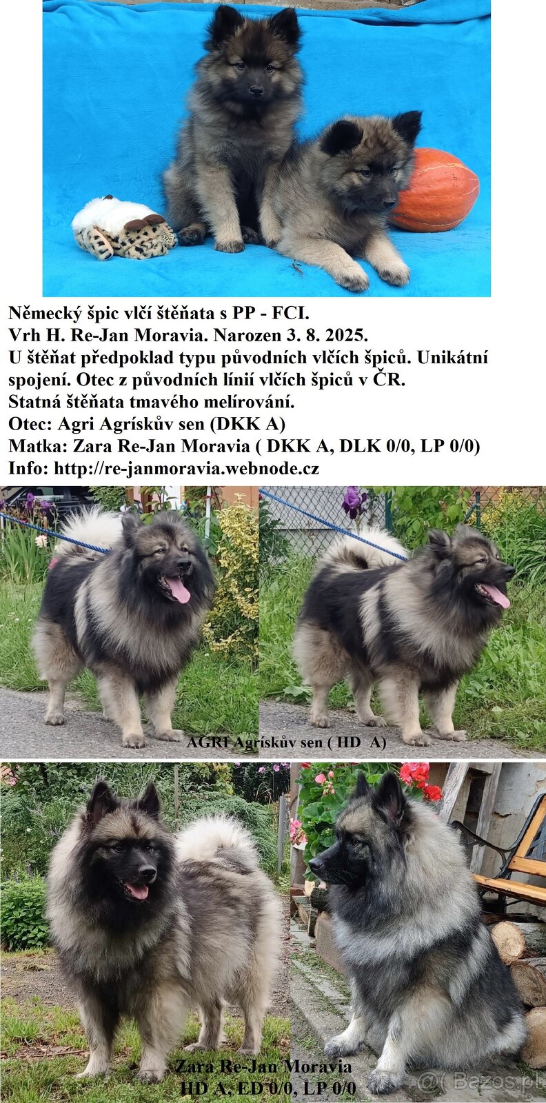 Wilczy szpic / Keeshond polecam rodowodowe szczenieta - 14