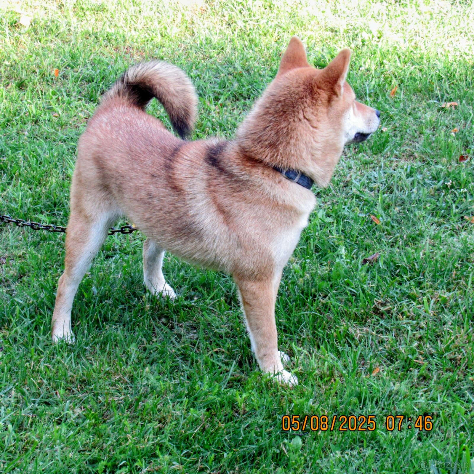 Shiba Inu, czerwony piesek mocno czernią przyprószony - 14