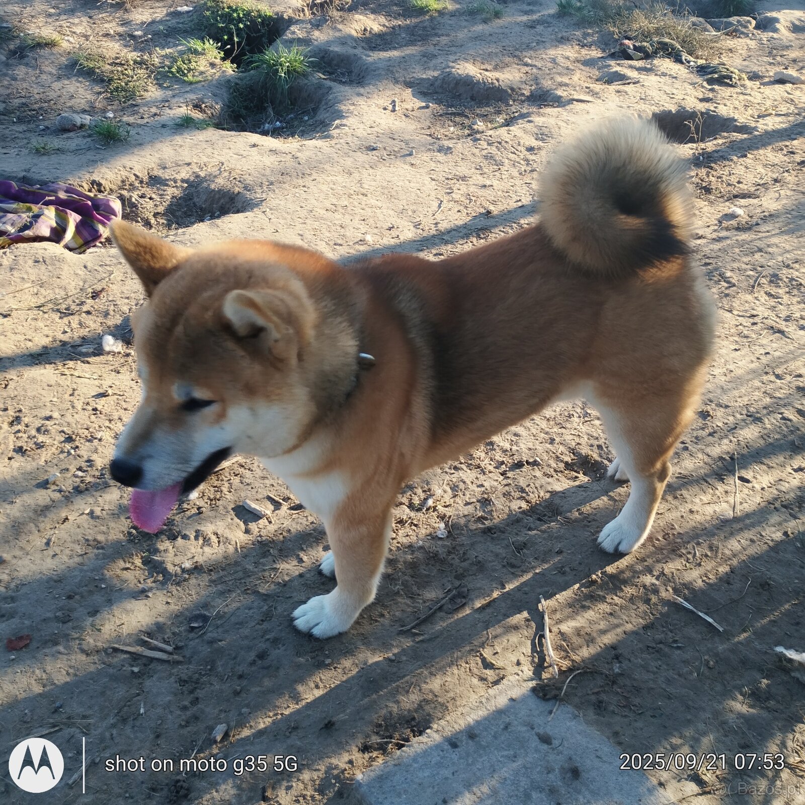 Shiba Inu - najstarszy w miocie czerwony piesek - 14