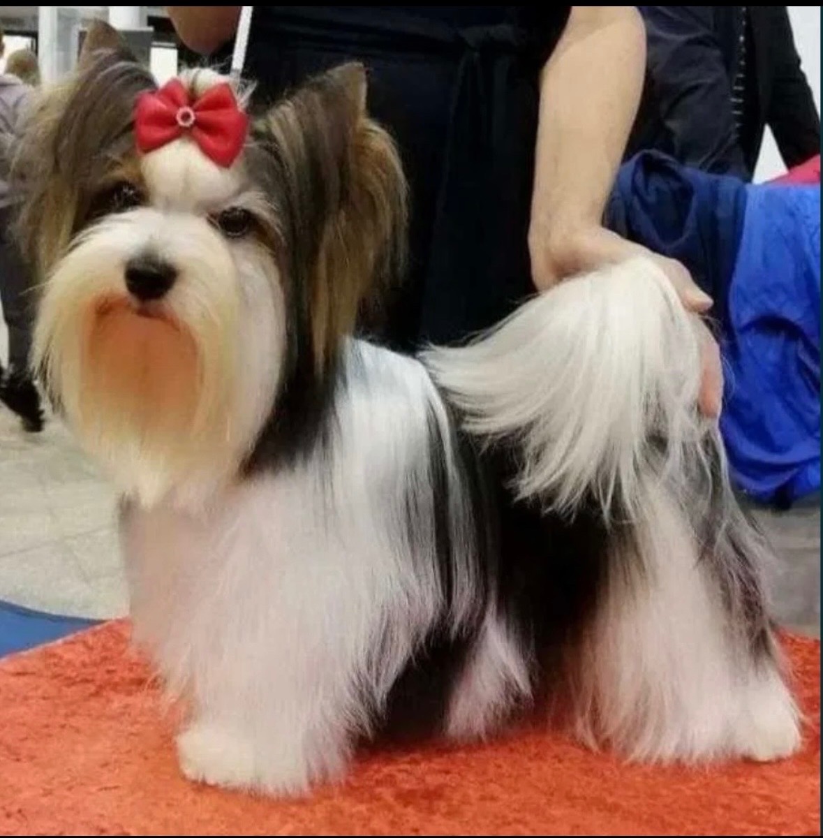 Suczka Biewer Yorkshire Terrier FCI / ZKwP - 14