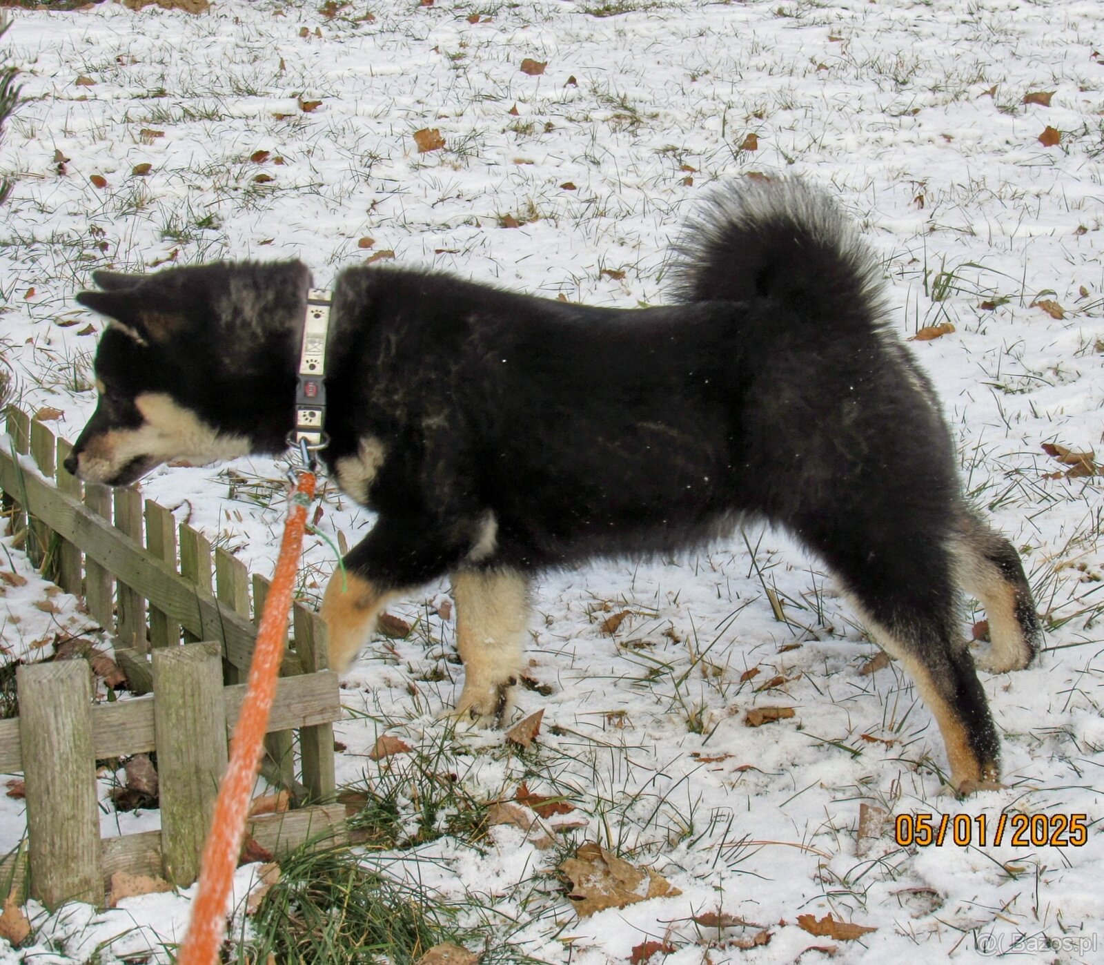 Shiba Inu, roczna suczka, czarna-podpalana - 14