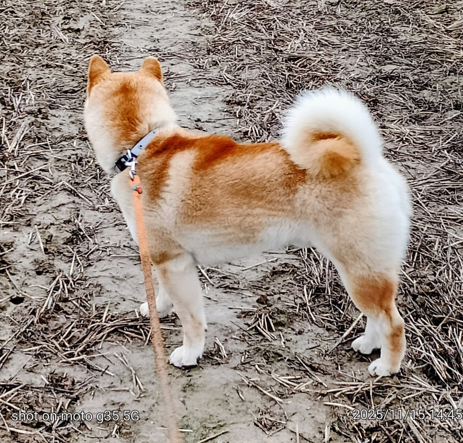 Shiba Inu czerwony sympatyczny piesek - 14