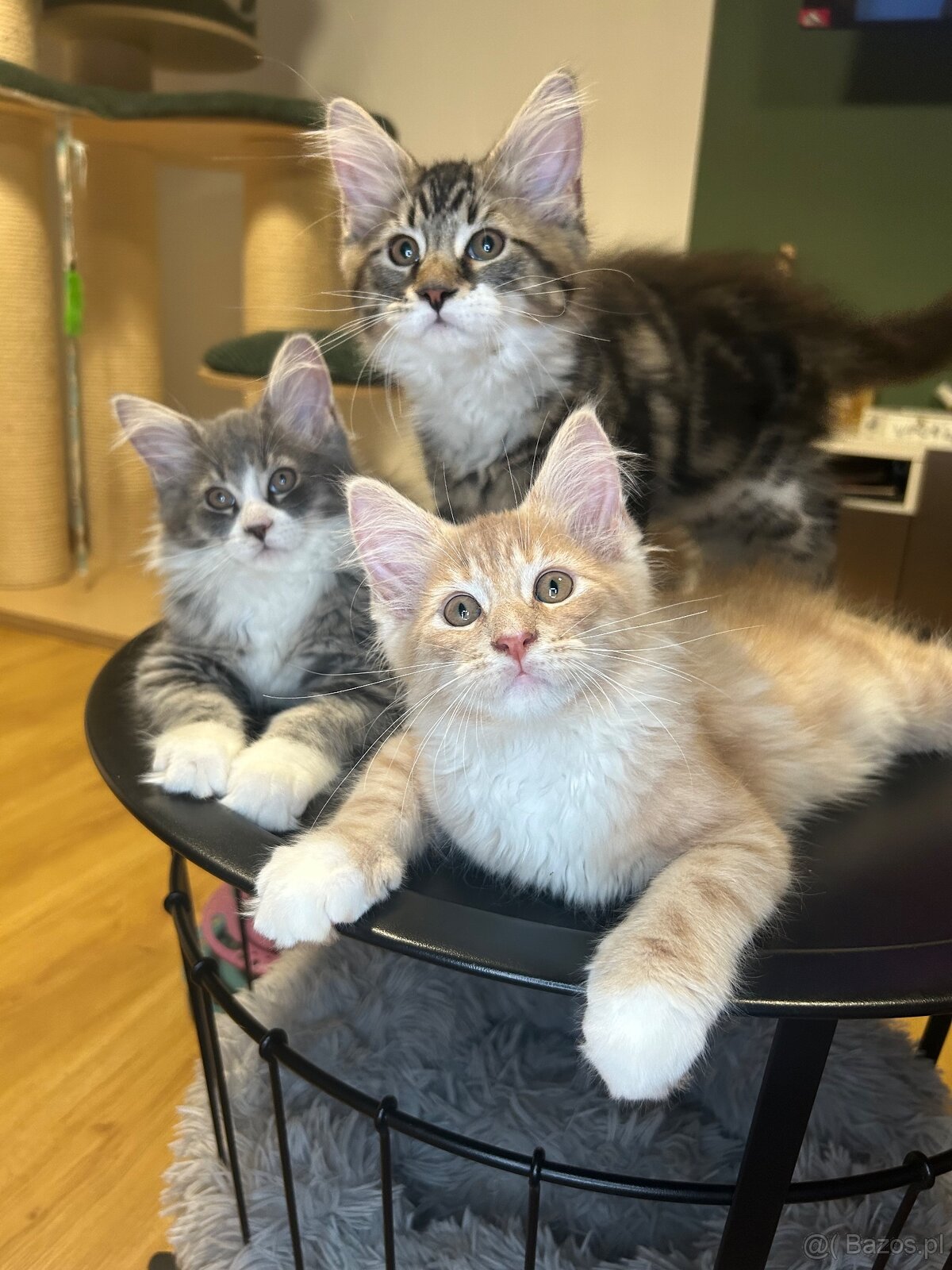 Maine Coon - 14