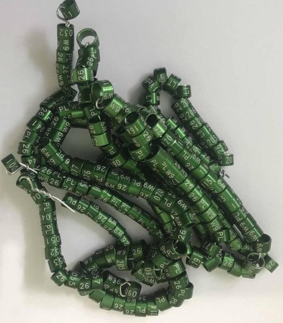 Obrączki na rok 2026 kolor zielony - 14