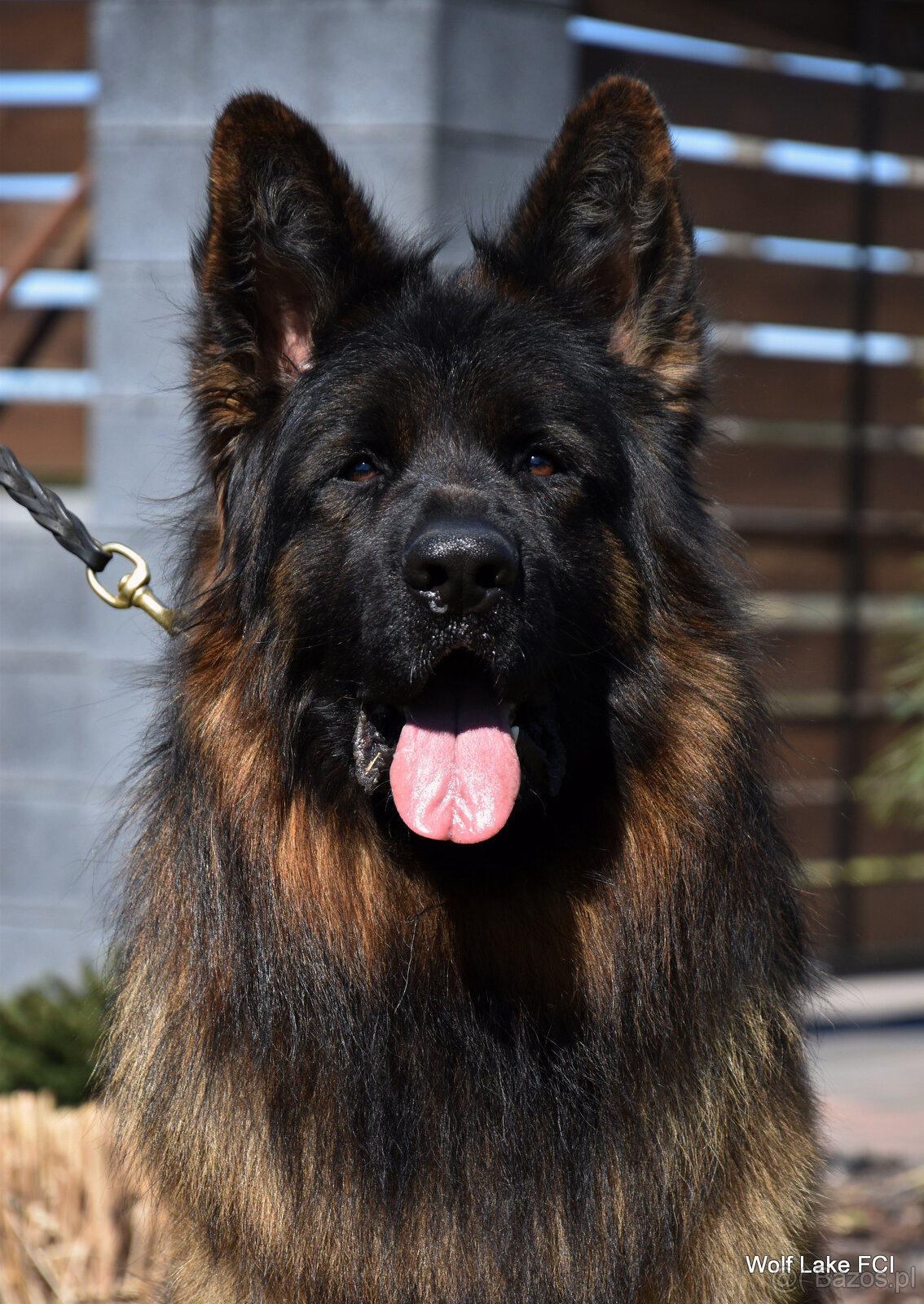 Owczarek niemiecki długowłosy ZKwP FCI - 14