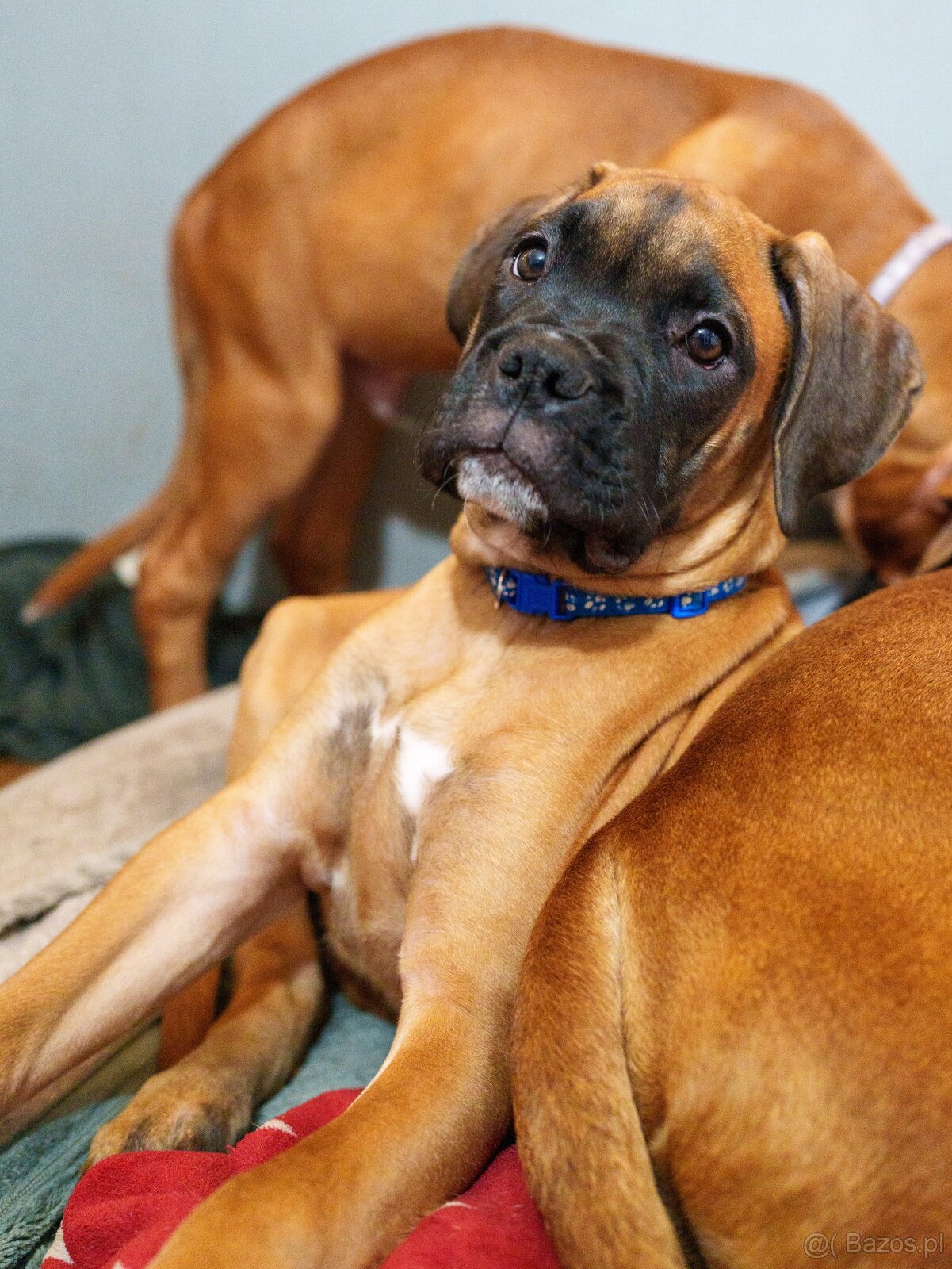 Bokser szczeniaki - 14