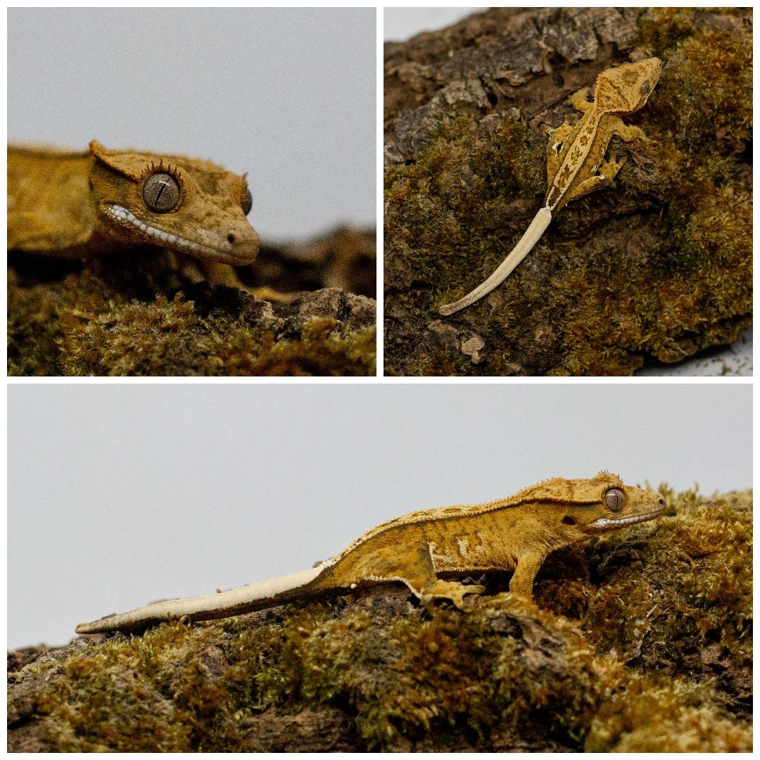 Gekony orzęsione (ciliatus) + akcesoria GeckoSVK - 14