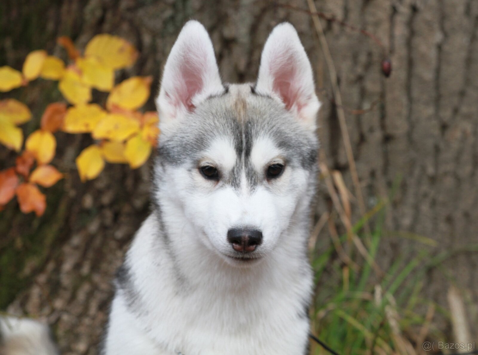 Siberian Husky ZKwP - 14