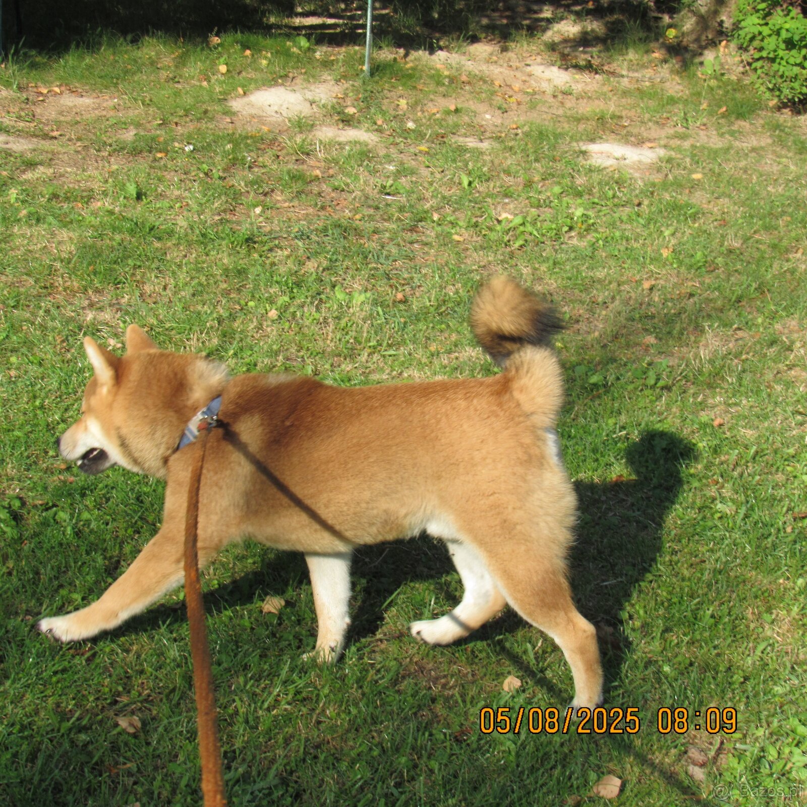 Shiba Inu - najstarszy w miocie czerwony piesek - 14