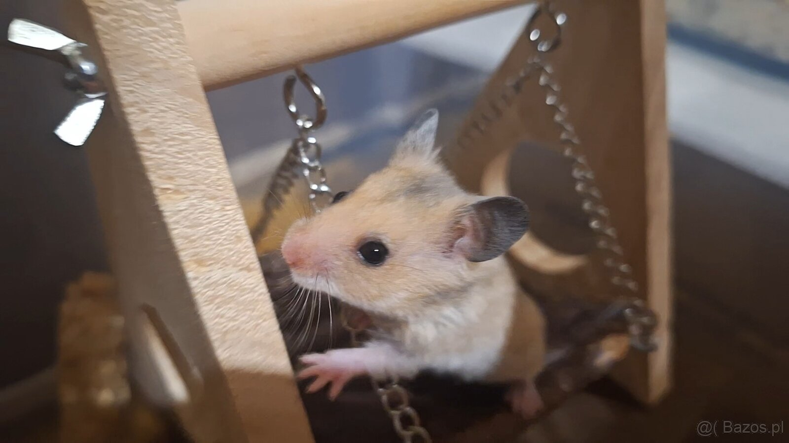 Chomiki Syryjskie 4 tygodniowe - 14