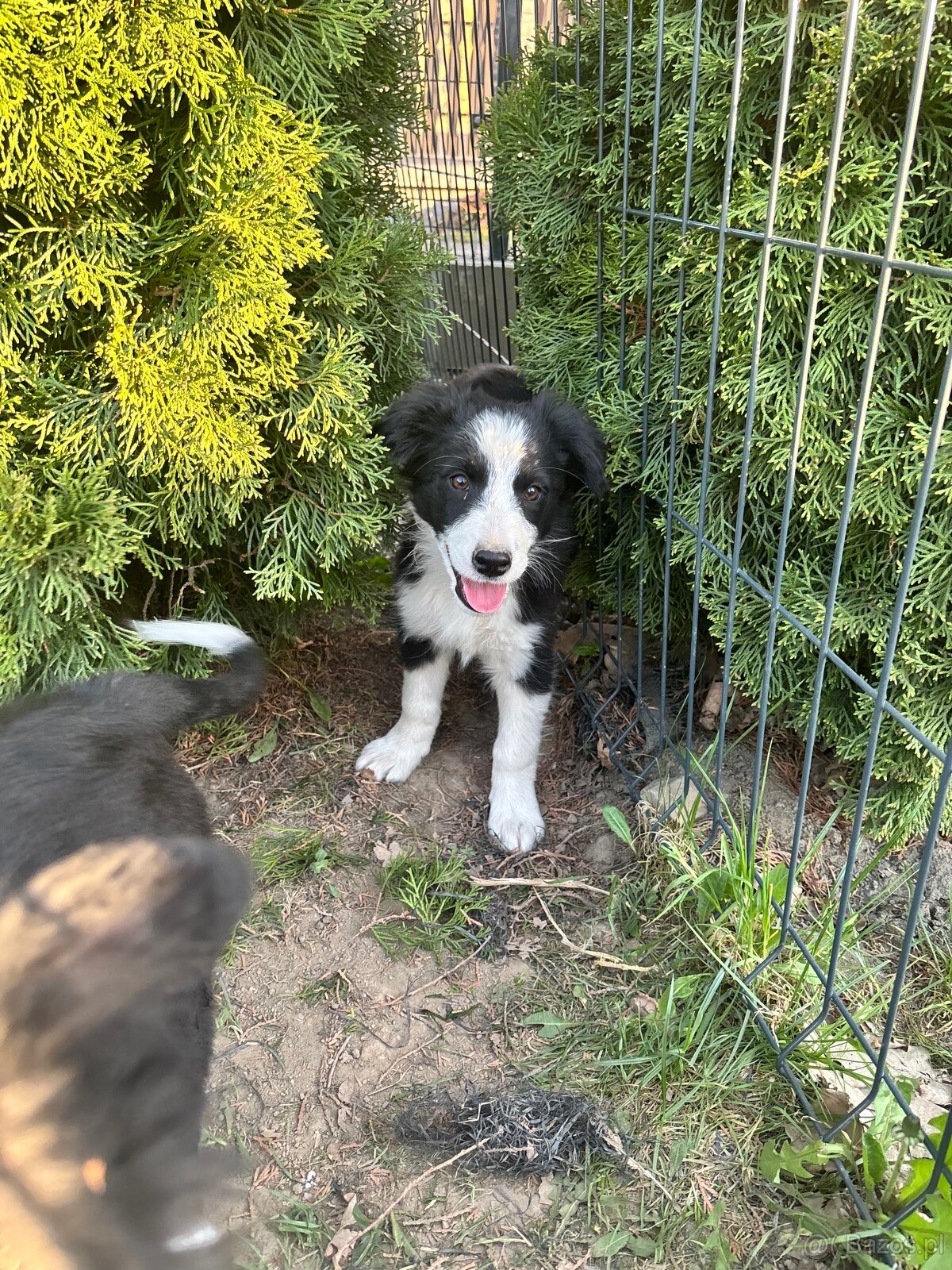 Piesek Border Collie - 14