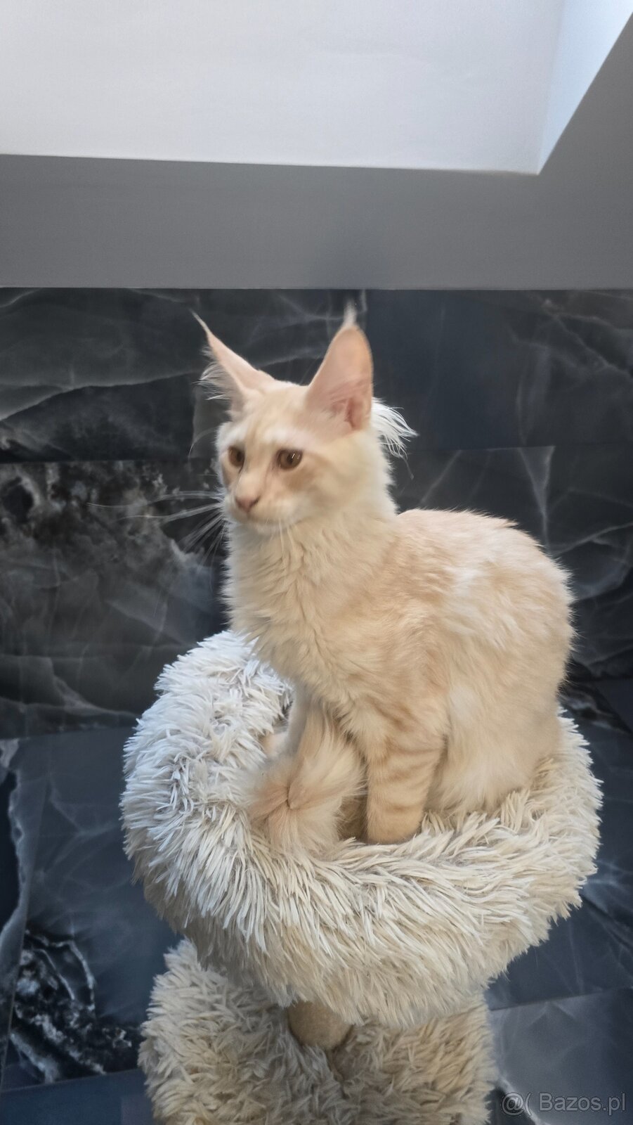 Maine coon - 14