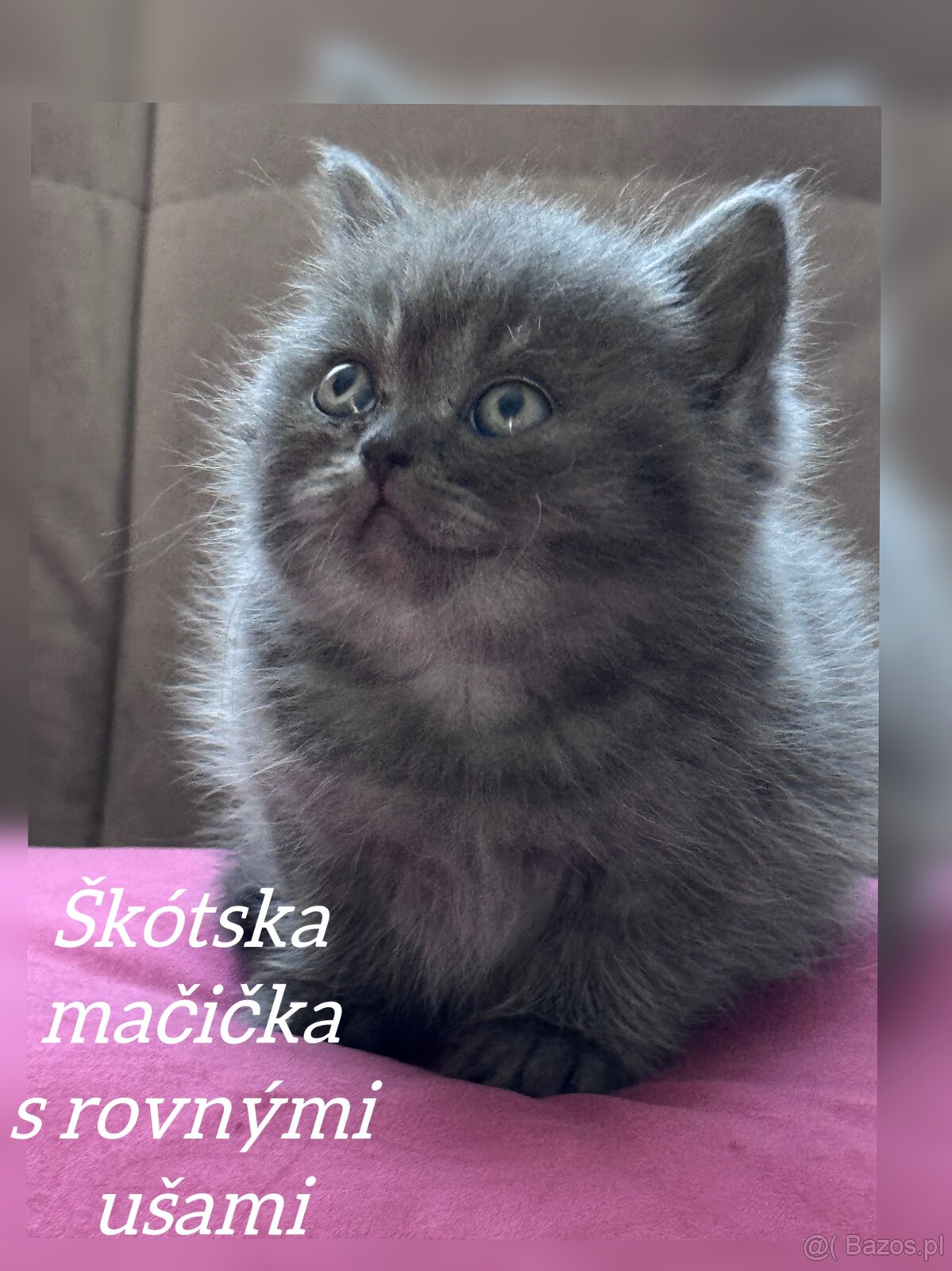 Kocięta szkockie (Scottish) - 14