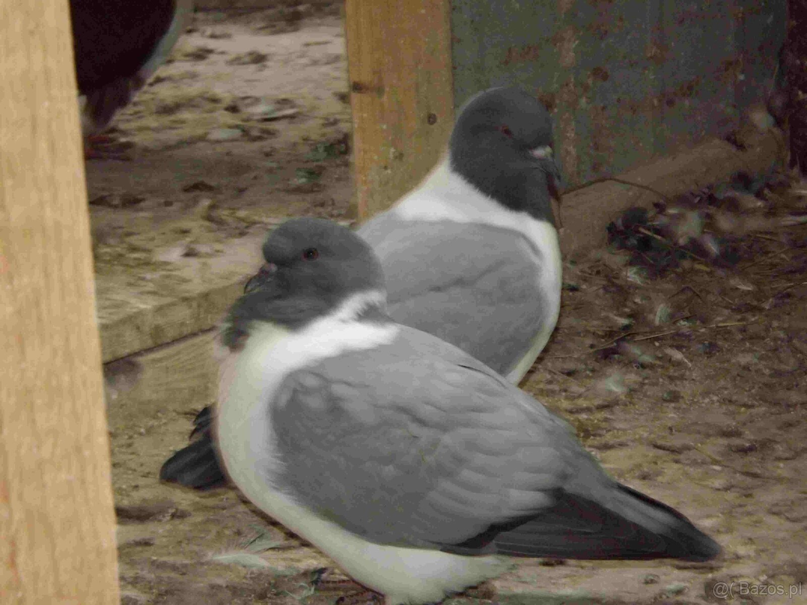 sprzedam gołębie - 14
