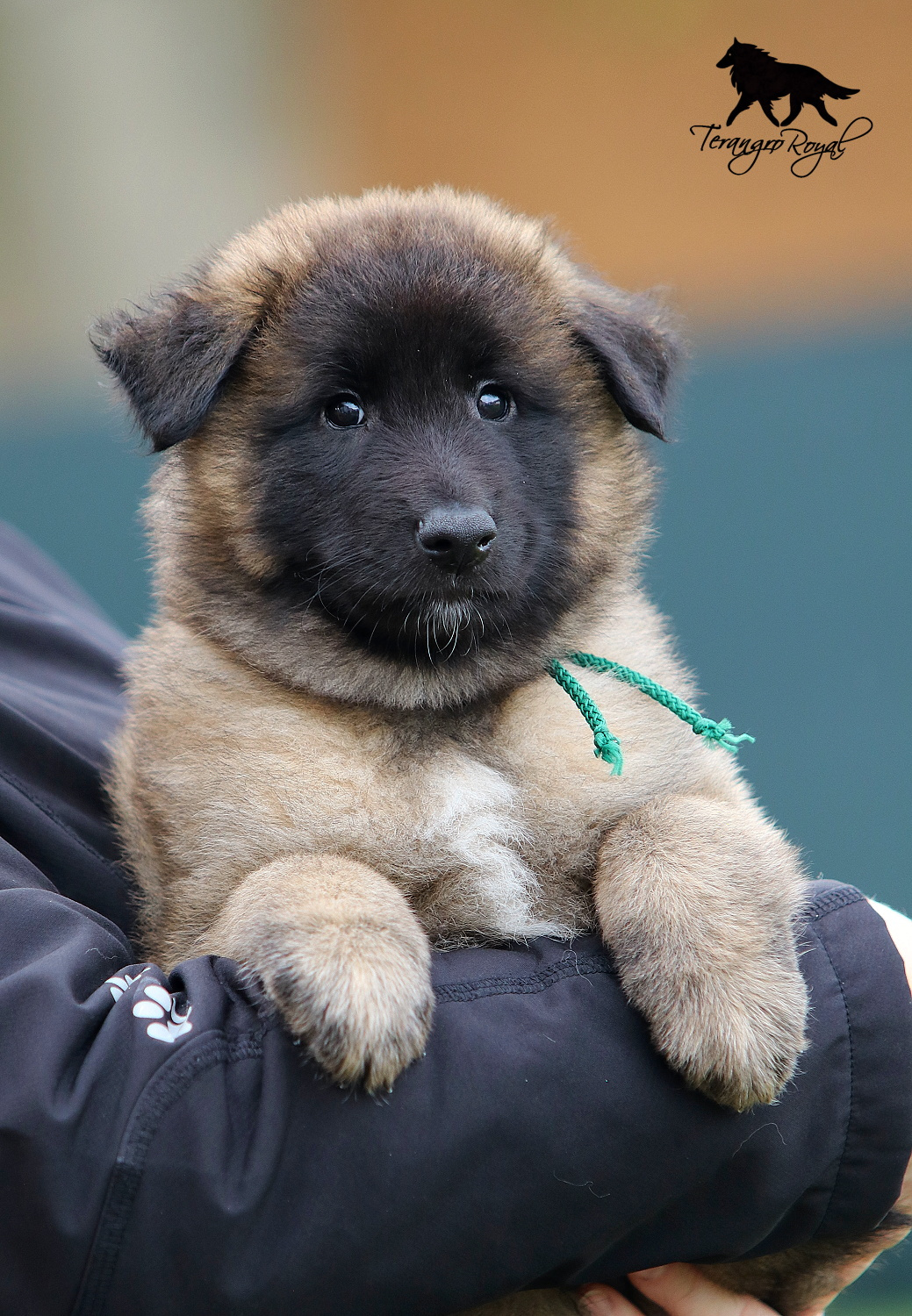Owczarek belgijski Tervueren - szczenięta z rodowodem - 14