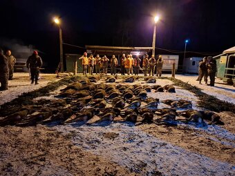 Reproduktory rasy GOŃCZY POLSKI użytkowe zapraszają suczki - 14