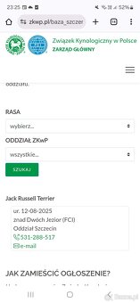 Choco Jack Russell Terrier ZKwP FCI - 14