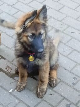 Suczka owczarek niemiecki długowłosy - 14