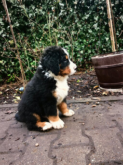 Szczenieta Berneński Pies Pasterski - 14