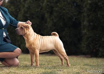 Hodowla rasy shar pei Red Folds przed. szczeniąt ur.22.06.20 - 14