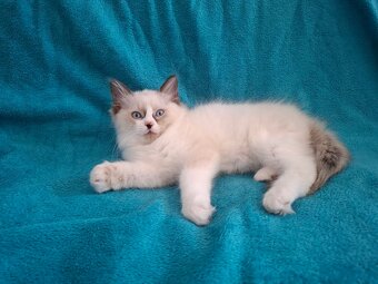 Rodowodowe kocięta Ragdoll - gotowe do zamieszkania - 14