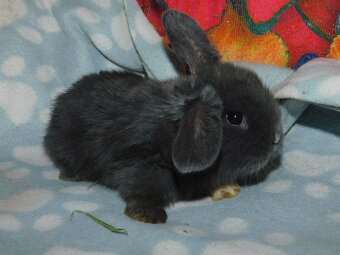Cudowne baranki mini lop niebieskie - 14