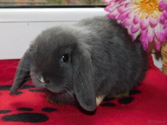 Cudowne baranki mini lop niebieskie - 14