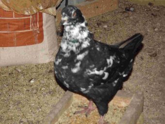 sprzedam gołębie - 14