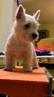 West Highland White terrier - 14