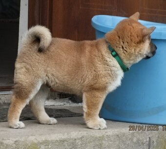Shiba Inu + Nowy miot + Rezerwacja szczeniąt - 14