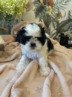 Shihtzu - 14