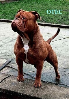 Buldog Staroangielski - Old English Bulldog - 14