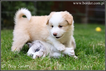 szczeniaki Border Collie psy suczki rodowód ZKwP FCI - 14