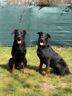 Beauceron Szczenięta z rodowodem - 14