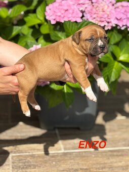 Amstaff - 14