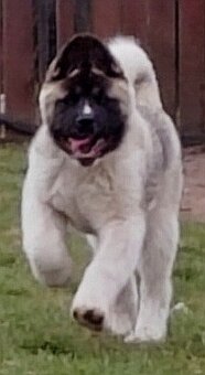 Akita - 14