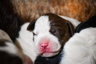 English Pointer - 14