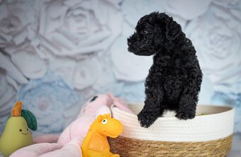 Szczeniak Kerry Blue Terrier - 14