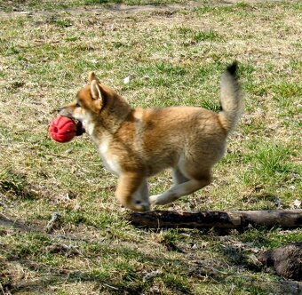 Shiba Inu, czerwony piesek mocno czernią przyprószony - 14