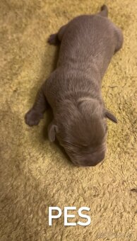 Szczeniaki Bandogi s rodokmenom VIP BANDOG KENNELS - 14