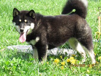 Shiba Inu, dwoje ośmiomiesięcznych szczeniąt - 14