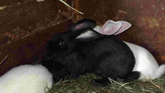 sprzedam króliki - 14