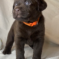 Labrador czekoladowy szczenię - 14
