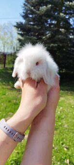 Królik miniaturowy mini lop seal point - 14