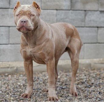 Bandog šteniatka - 14