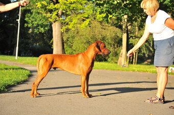 Rhodesian Ridgeback s pp - 14