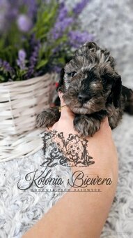 Pudel Toy/Miniaturowy Blue Merle adania Genetyczne Paszport - 14
