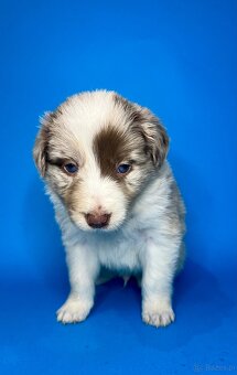 Szczeniaki border collie - 14