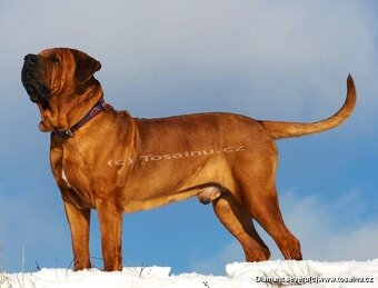 Tosa inu - przyjmujemy rezerwacje na szczenięta wiosna/lato - 14