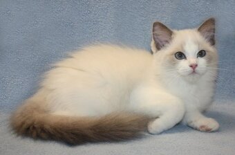 RAGDOLL koťátka: - 14
